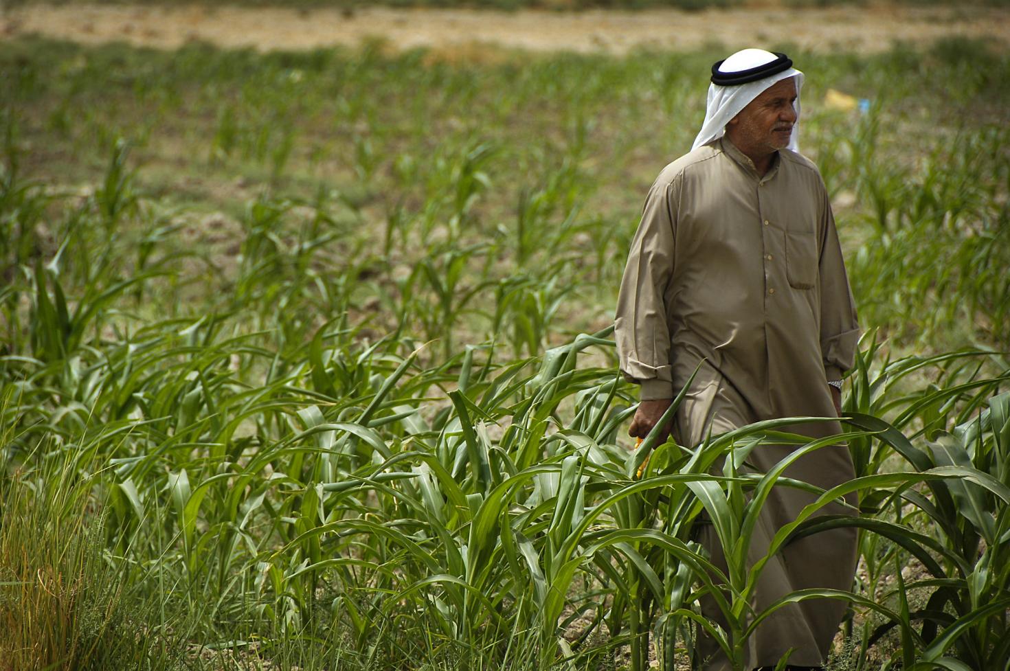 Iraqi man walks through his cornfield in Tarmiyah, Iraq. Climate change is a threat to food security.
