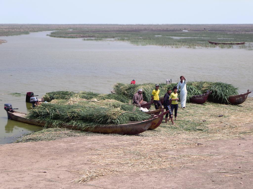 Canoes in the Marshes in Iraq