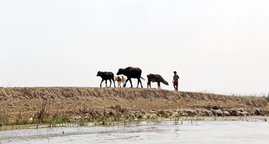 Boy with Buffaloes in the Marshes, Iraq
